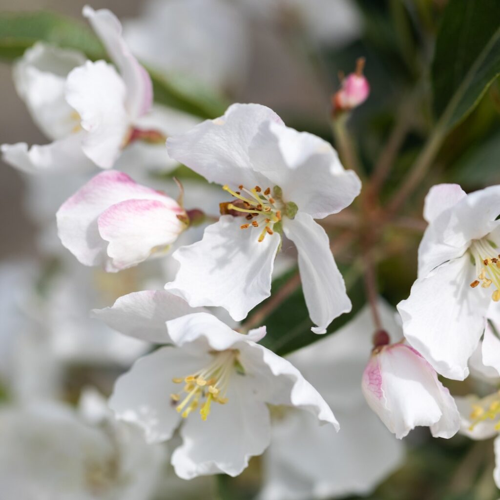 Malus ‘Admiration’ (Adirondack) Patio  Crab Apple Tree 5038838106897 2